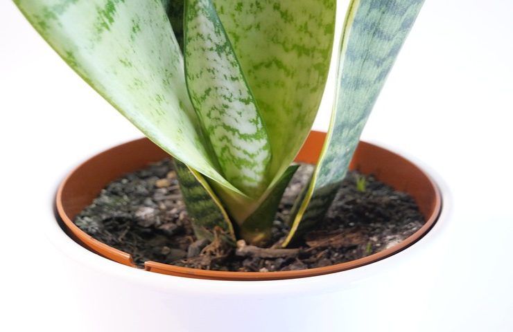 Sansevieria non dimenticarti il concime