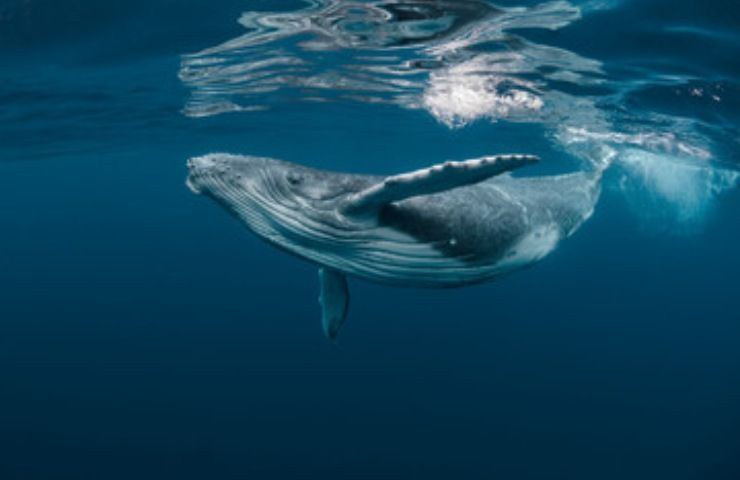 Balena kitesurfer Australia incidente