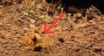 Lotta tra scorpioni cannibali: il perdente viene mangiato