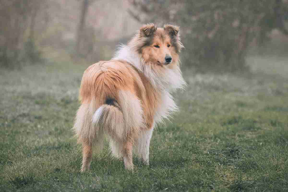 Segnali di calma cane si frizza