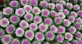 Fiorisce a novembre: ma quando seminare il cavolo ornamentale