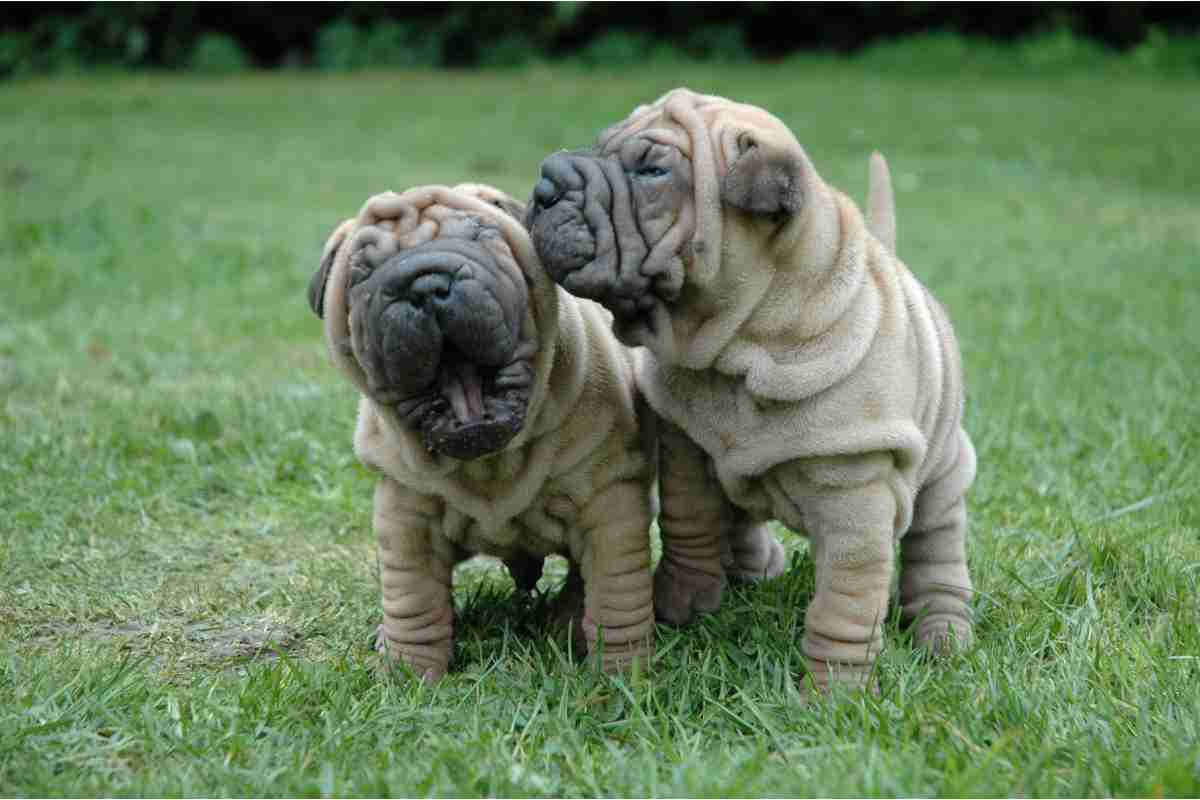 Shar-pei cane da compagnia