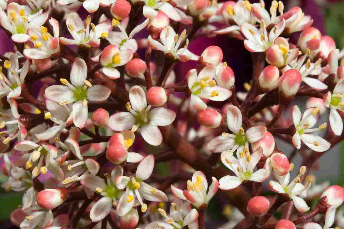 Skimmia