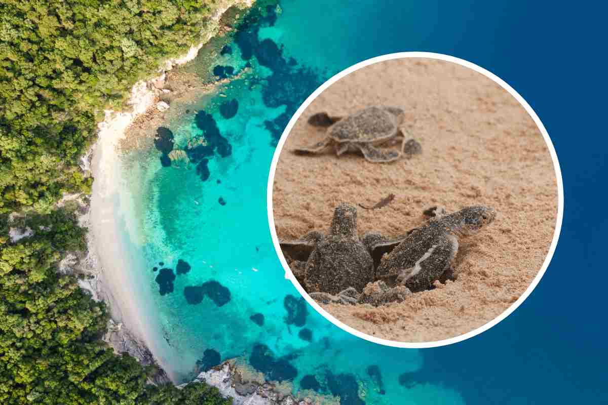isola delle femmine tartarughe