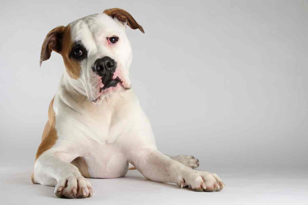 Tipologie di American Bulldog