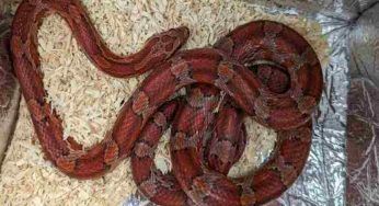 Serpente trovato alla fermata del bus: era nascosto dove non puoi immaginare