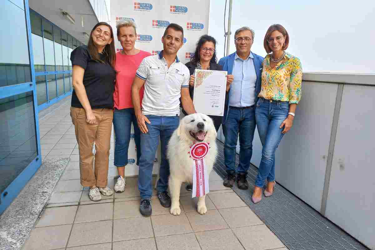 concorso bellezza canina vincitore italiano