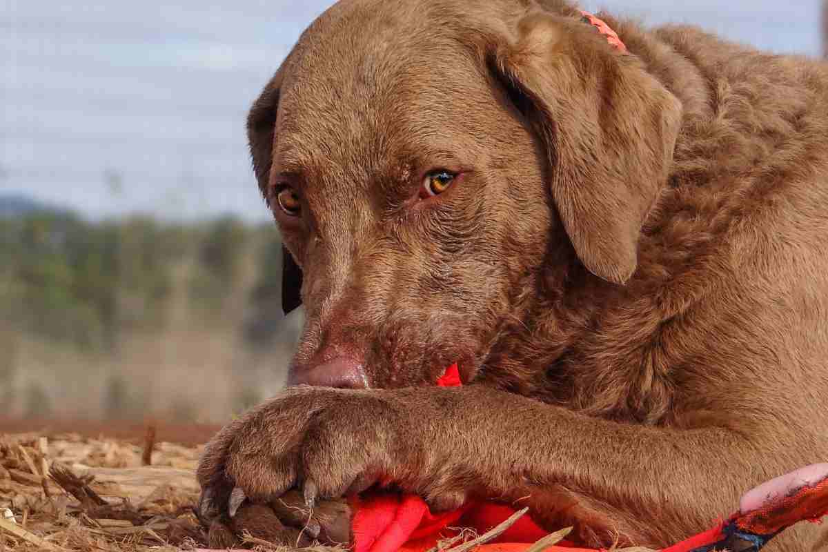 Chesapeake Bay Retriever