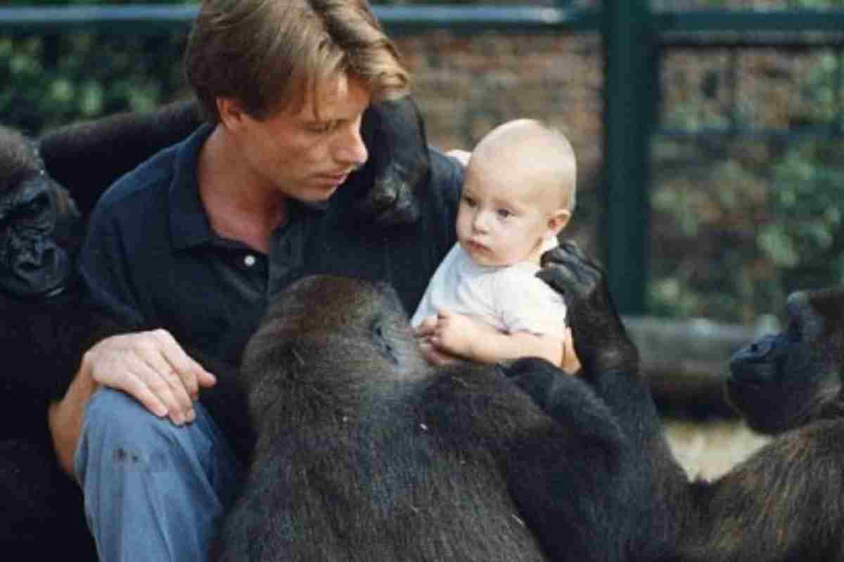 infanzia gorilla