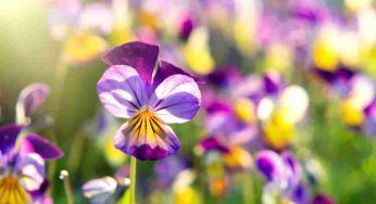 Eradica le erbacce in modo facile ed ecologico, i consigli del nonno funzionano davvero!