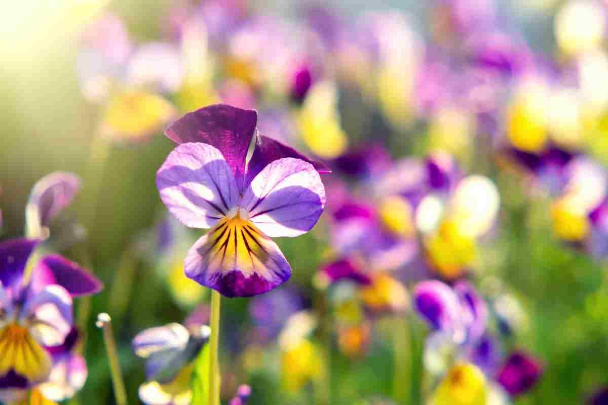 Viola cornuta