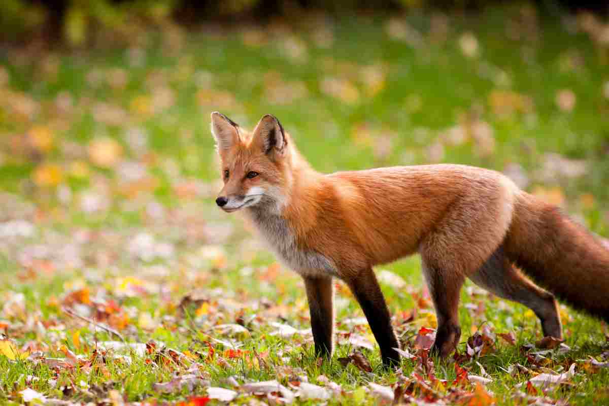 Gli animali del bosco: alcuni esemplari sono amati anche dai più piccoli