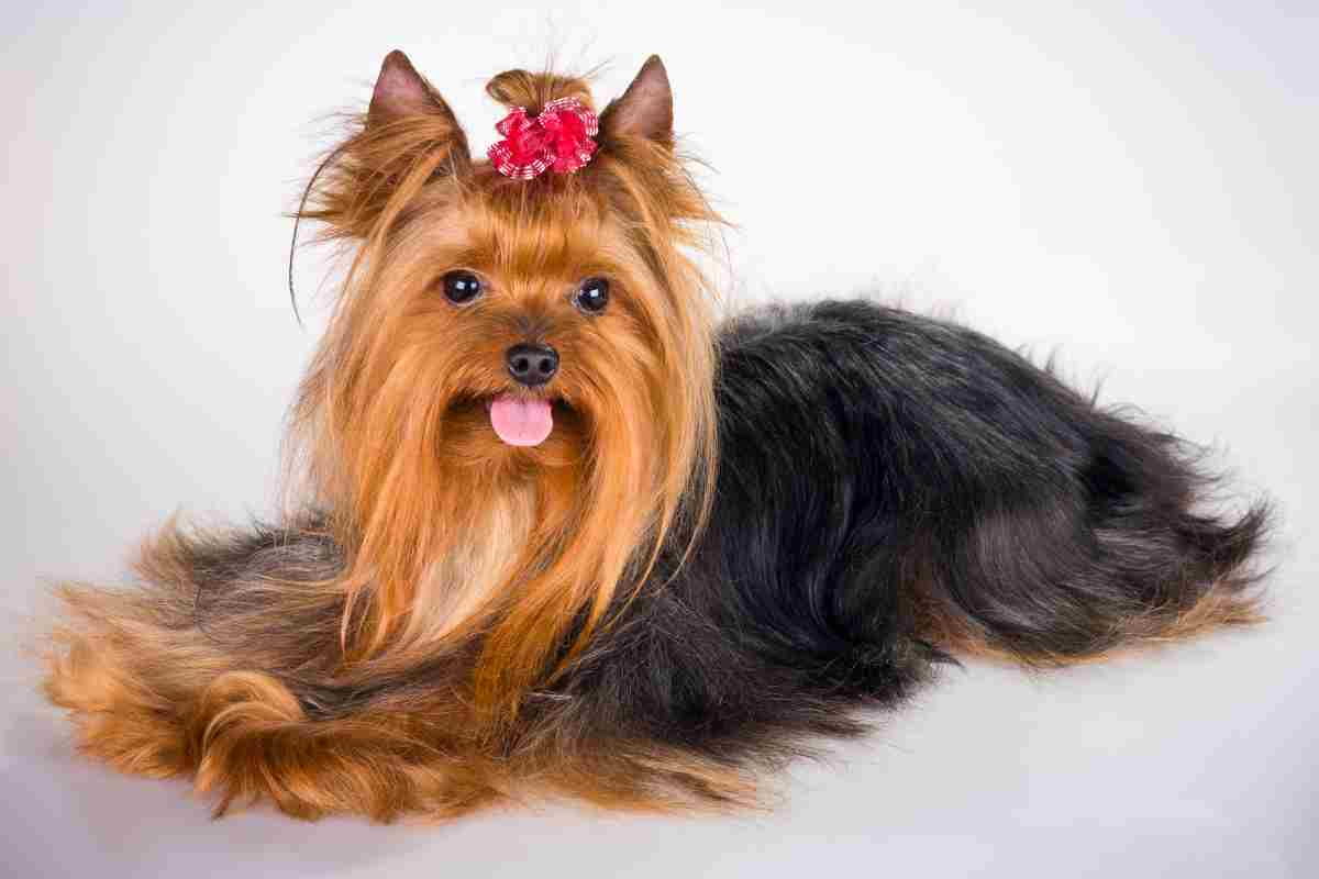 Yorkshire Terrier