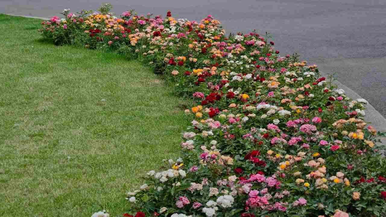 fiori aiuola cosa scegliere