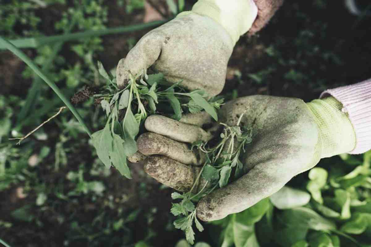 La rivoluzione tecnologica arriva in giardino