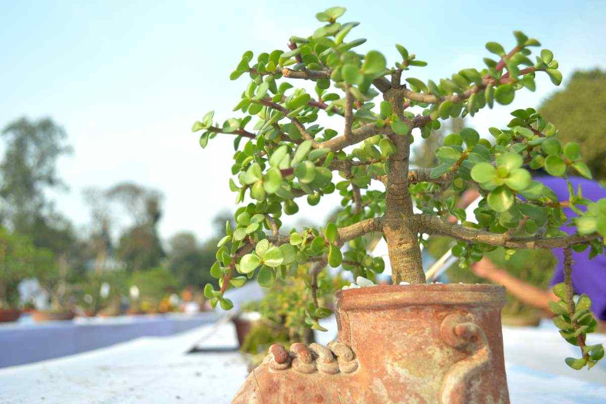 Albero di Giada, non puoi metterlo sempre in giardino: i casi