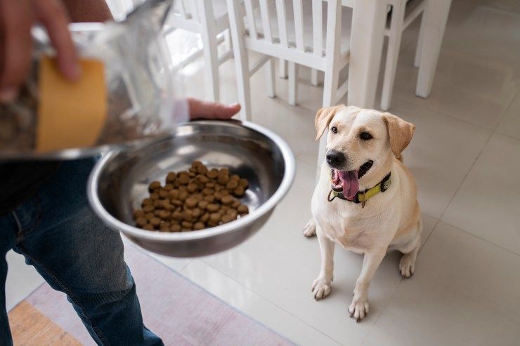 cibi tossici per i cani 