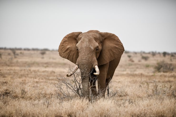 animali più grandi al mondo