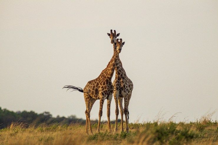 animali più grandi al mondo