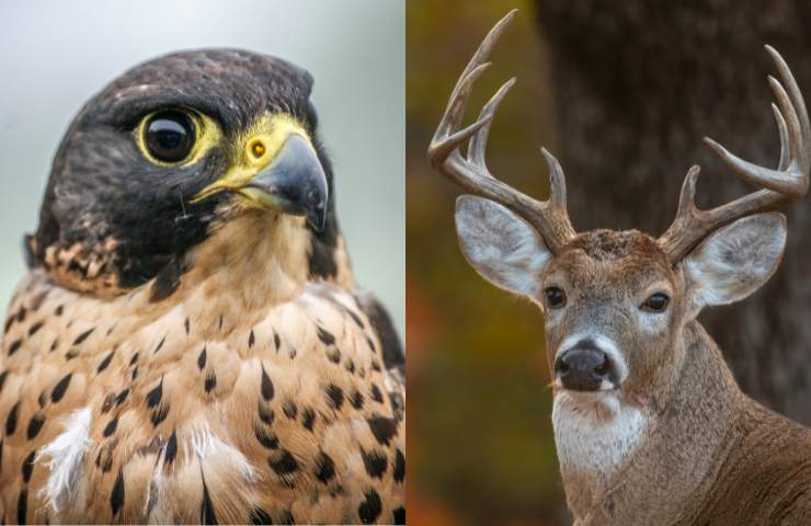 falco e cervo