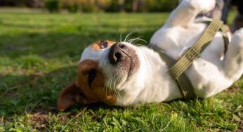 Avvelenamento dei cani, i sintomi da non sottovalutare