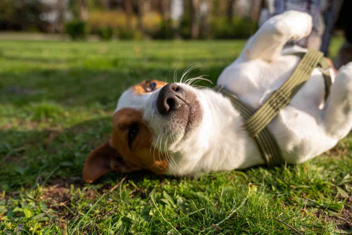 Avvelenamento Cani I Sintomi Da Non Ignorare Ecoo It