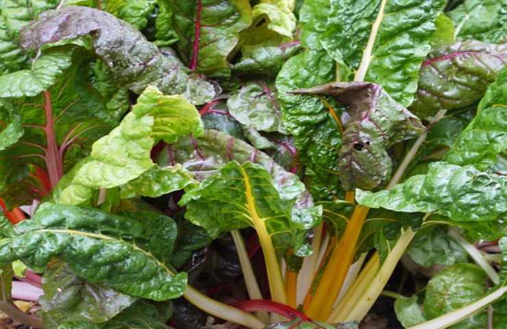 Verdure e fiori, quali varietà piantare in autunno