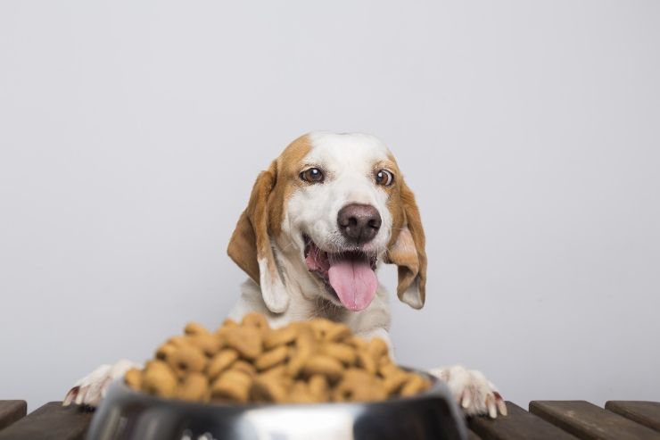 biscotti per cani fatti in casa