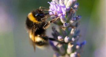 Invasione dei calabroni asiatici: la strategia di difesa dei bombi è sorprendente