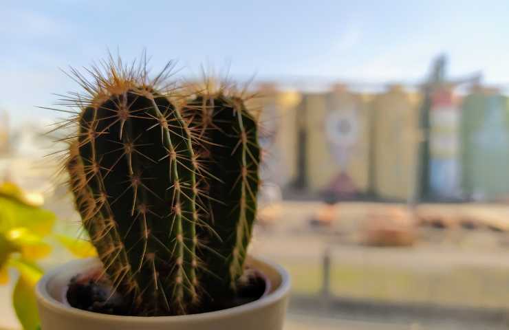cactus vaso esterno