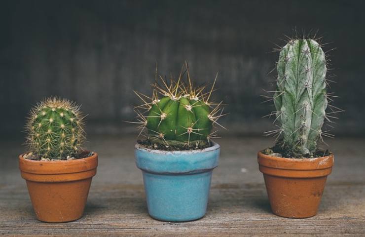 Orchidee, cactus o felci, di cosa hanno bisogno