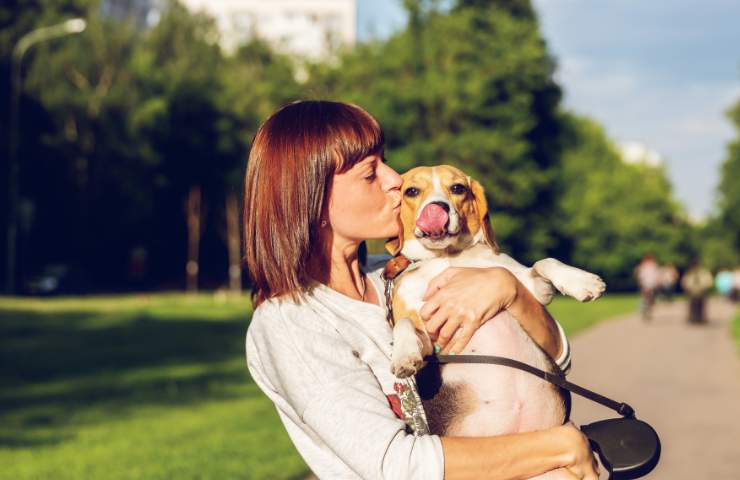 cane spirito guida toro