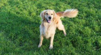 Come interpretare i movimenti della coda di Fido: ognuno ha un significato preciso