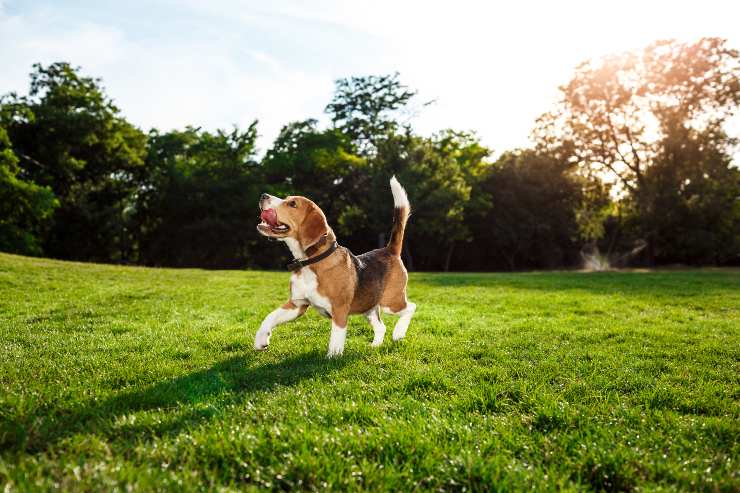 cani da caccia