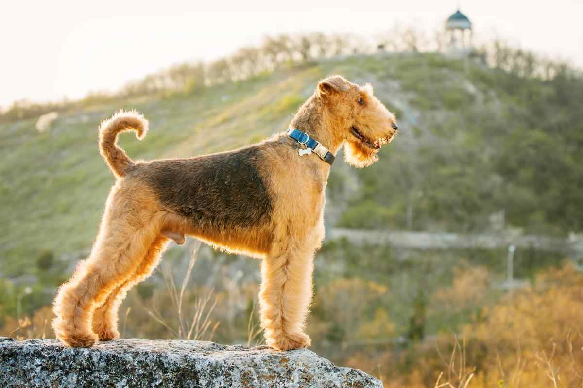 cani che non perdono pelo