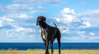 Il cane più grande del mondo è lui ed è un alano