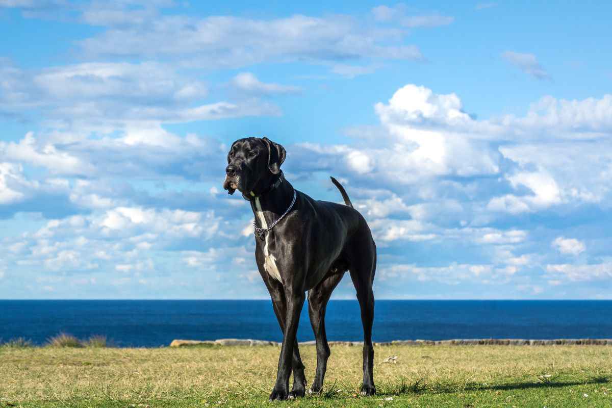 il cane più grande al mondo 