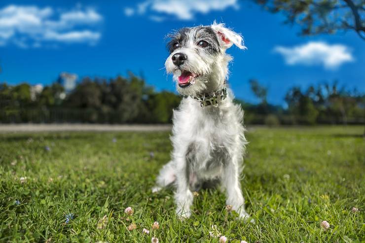 cani che abbaiano di più