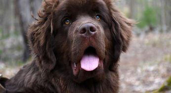 Cani che abbaiano di più: 5 razze rumorose che possono creare problemi con i vicini