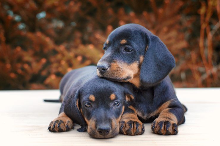 razze di cani con carattere difficile