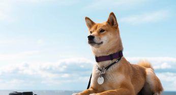 Cani di taglia piccola: le razze canine più adatte per chi vive in appartamento