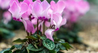 Pizzicatura del ciclamino, cos’è e perchè è importante per evitare che appassisca