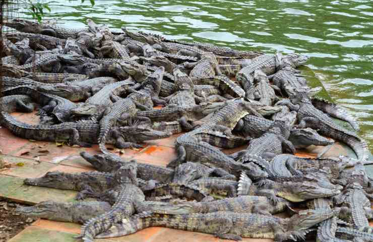 Un elicottero fa accadere l'incredibile in una Crocodile Farm,