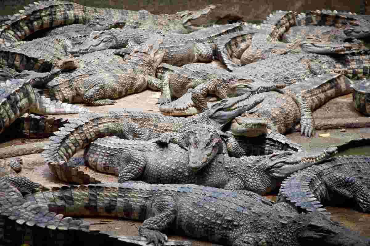 Un elicottero fa accadere l'incredibile in una Crocodile Farm,