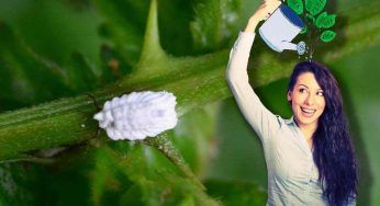 Cocciniglia: come sconfiggere il nemico delle tue piante in poche mosse