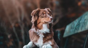 Guida su come misurare la taglia del cane: altezza al garrese, peso e consigli da seguire