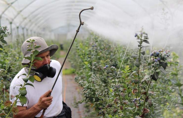 Aumenta l'allerta pesticidi