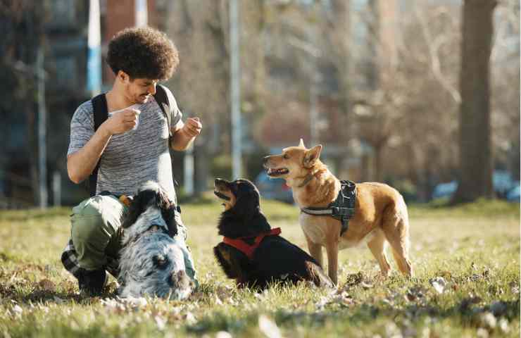 dog sitter