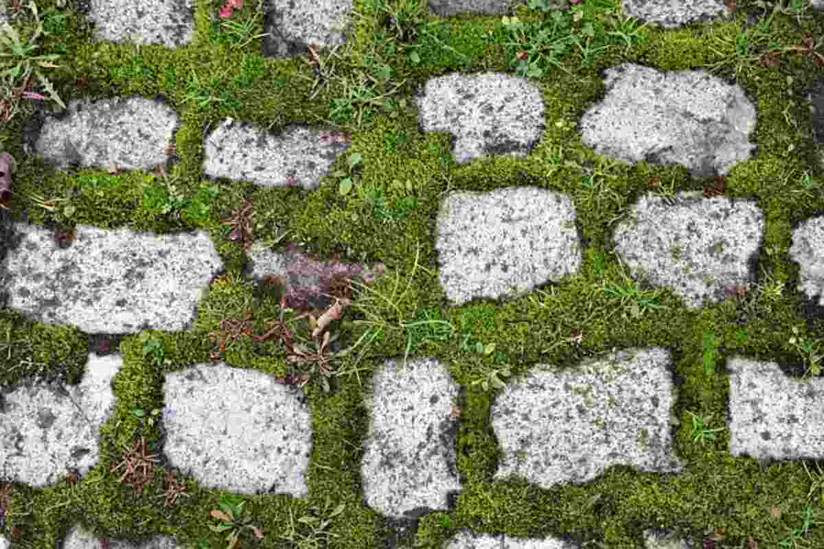 Eradica le erbacce in modo facile ed ecologico