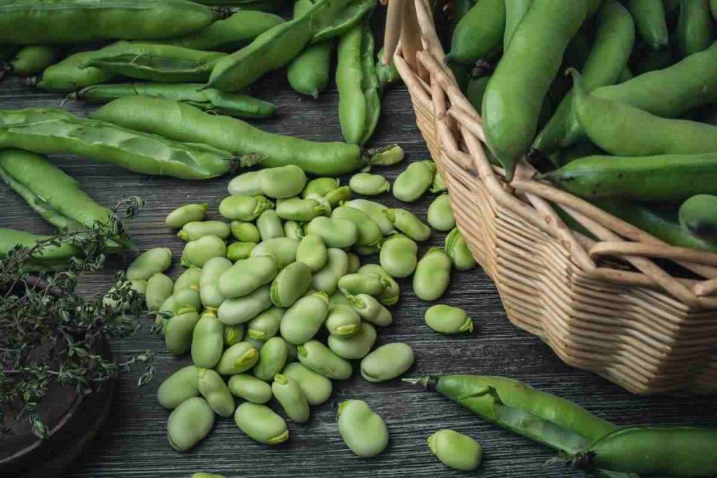 Semina delle fave: gli errori più comuni da evitare - Ecoo.it